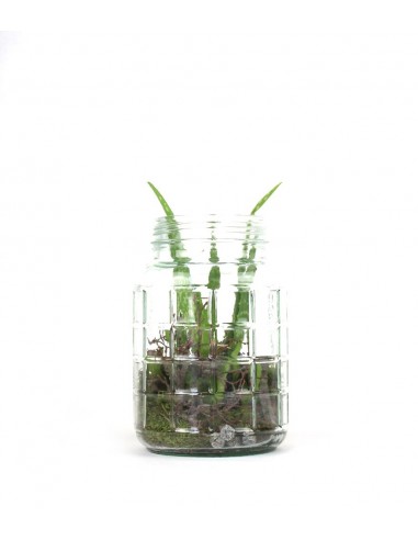 Composizione Aloe Vera in Vetro