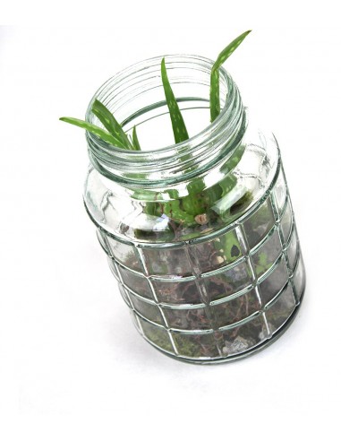 Composizione Aloe Vera in Vetro