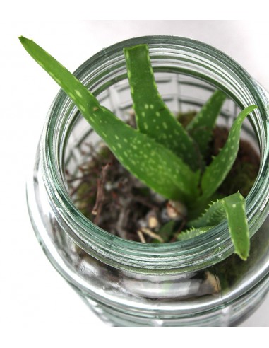 Composizione Aloe Vera in Vetro