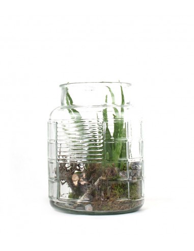 Composizione Aloe Vera in Vetro