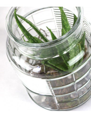 Composizione Aloe Vera in Vetro
