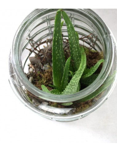 Composizione Aloe Vera in Vetro