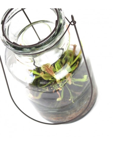 Composizione Piante carnivore con...