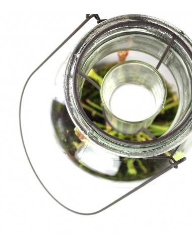 Composizione Piante carnivore con...