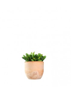 Crassula gollum 2