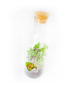 Crassula in terrarium 2