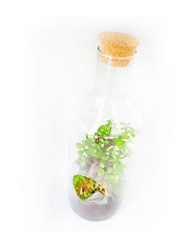 Crassula in terrarium