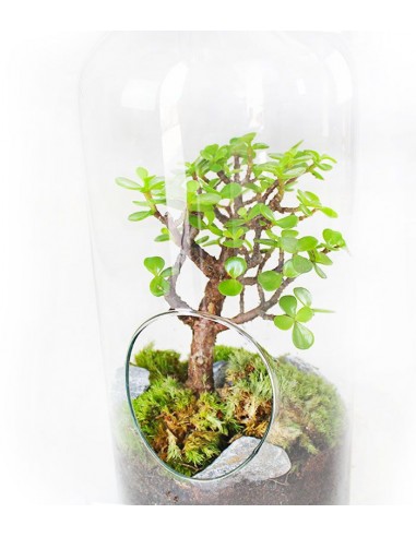 Crassula in terrarium