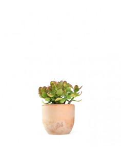 Crassula ovata