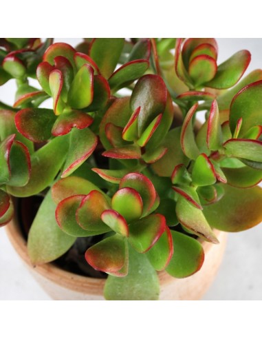 Crassula ovata