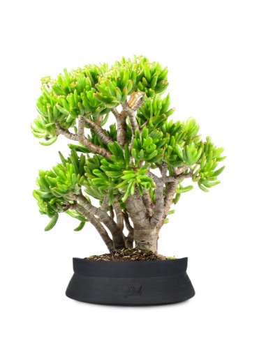 Crassula Ovata Hobbit Crassula Ovata Hobbit