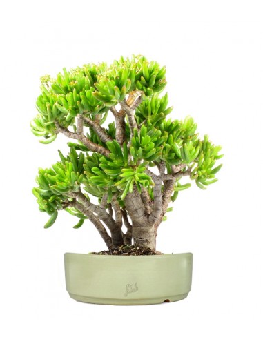 Crassula Ovata Hobbit Crassula Ovata Hobbit