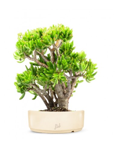 Crassula Ovata Hobbit