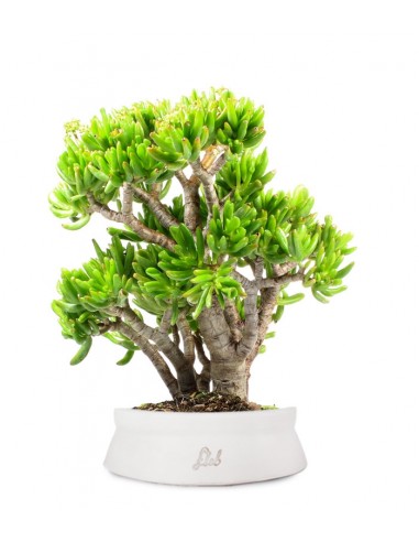 Crassula Ovata Hobbit Crassula Ovata Hobbit