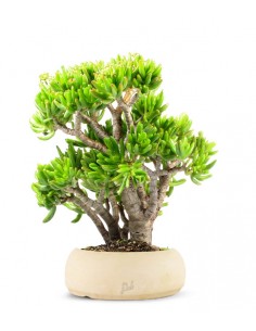 Crassula Ovata Hobbit 2