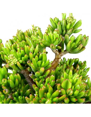 Crassula Ovata Hobbit
