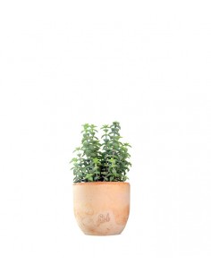 Crassula perforata 2