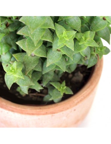 Crassula perforata