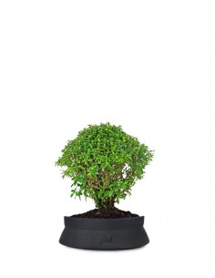 Cuphea bonsai