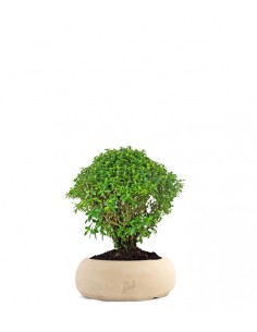 Cuphea bonsai 2