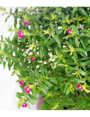 Cuphea bonsai Cuphea bonsai