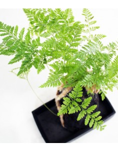 Davallia su roccia lavica 2