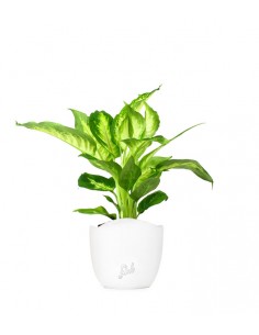 Dieffenbachia 2