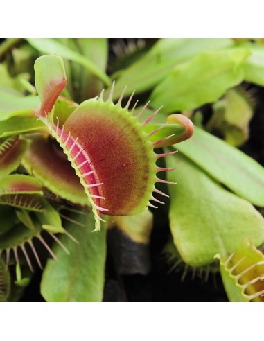 Dionea Muscipola