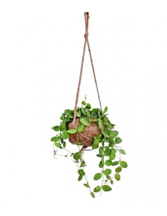 Dischidia in fibra di cocco