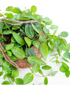 Dischidia in fibra di cocco 2