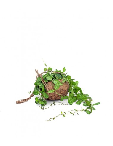 Dischidia in fibra di cocco