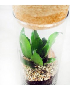 Dracena in terrarium 2