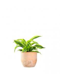 Dracena Lemon Lime 2