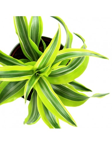 Dracena Lemon Lime