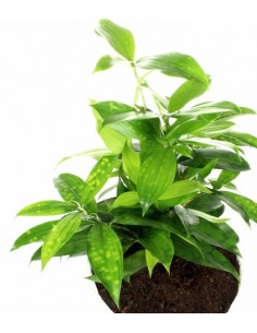 Dracena Surculosa vaso...