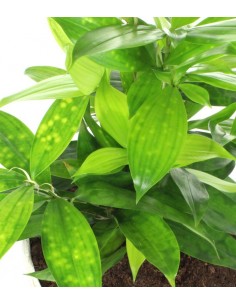 Dracena Surculosa vaso... 2