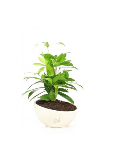 Dracena Surculosa vaso ciotola in...