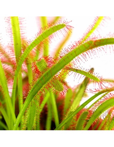 Drosera Capensis