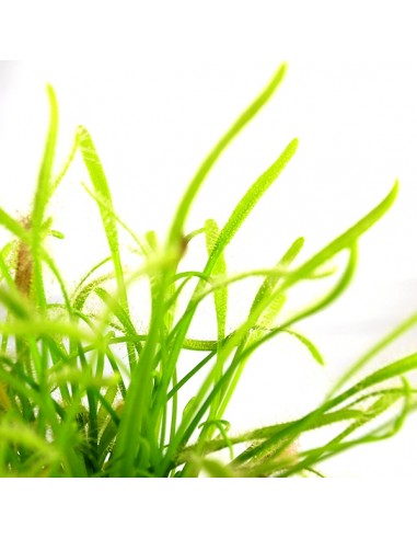 Drosera Capensis Alba