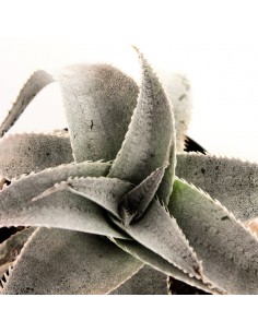 Dyckia Marnieriana 2