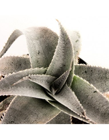 Dyckia Marnieriana