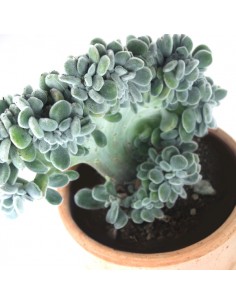 Echeveria frosty crestata 2