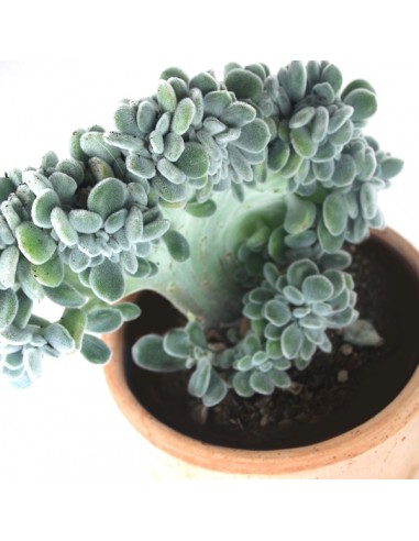 Echeveria frosty crestata