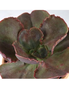 Echeveria Neon Breakers 2