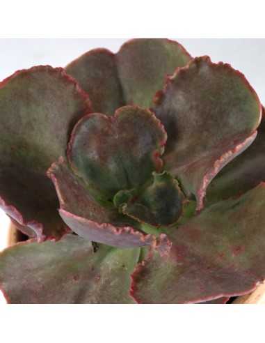 Echeveria Neon Breakers