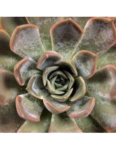 Echeverie Color tris