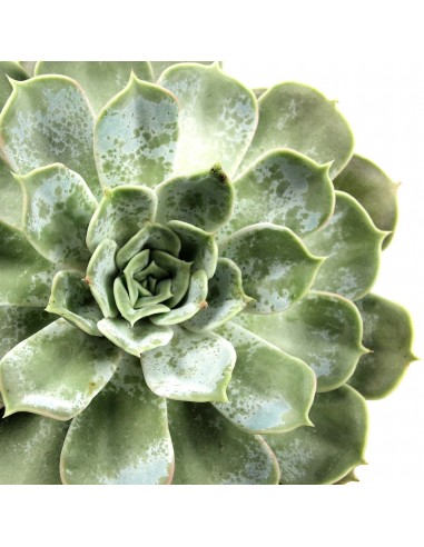 Echeverie Color tris