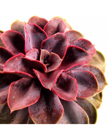 Echeverie Color tris