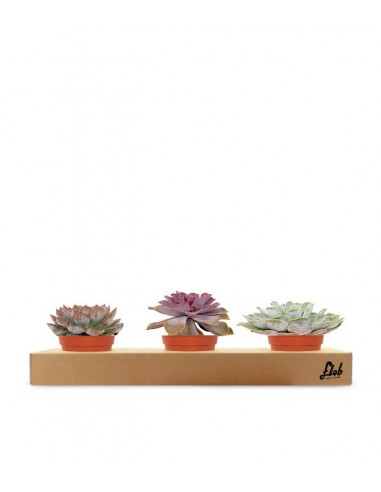 Echeverie Color tris