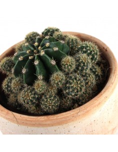 Echinopsis 2